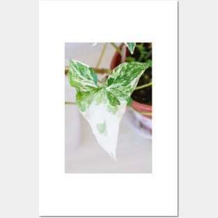 Unique and organic photo of a Syngonium Albo Posters and Art